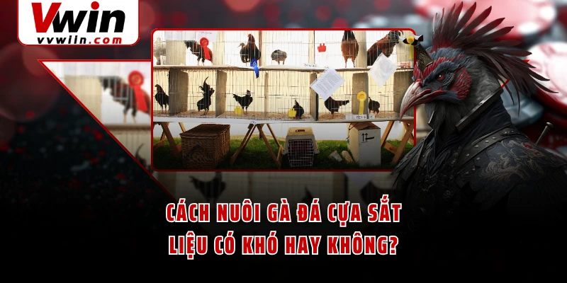 Cách nuôi gà đá cựa sắt liệu có khó hay không?