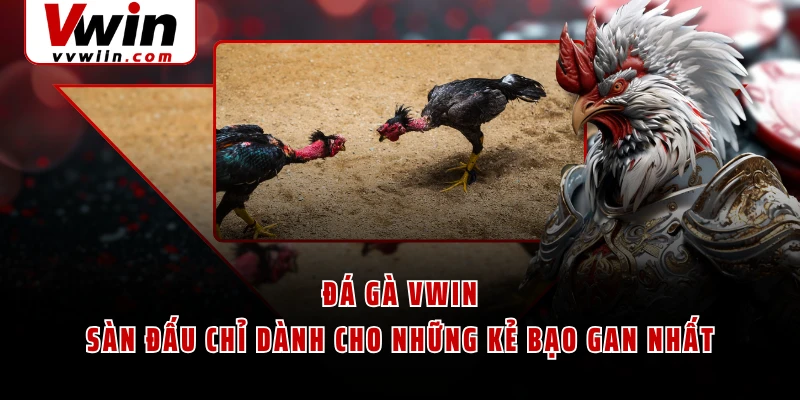 Đá Gà VWIN - Sàn Đấu Chỉ Dành Cho Những Kẻ Bạo Gan Nhất