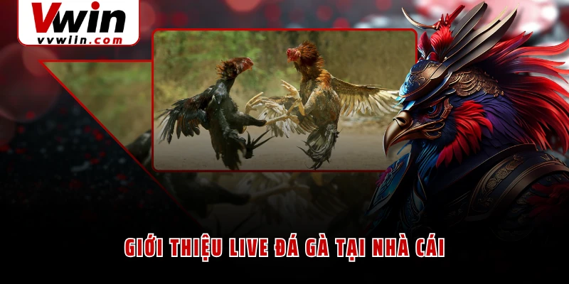 Giới thiệu live đá gà tại nhà cái