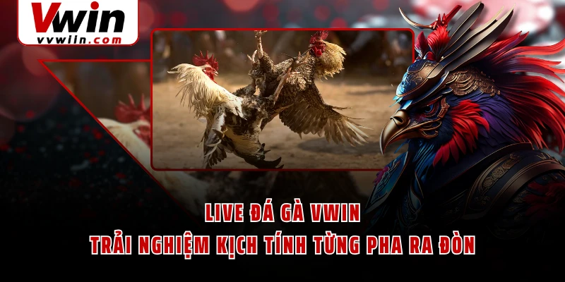 Live Đá Gà VWIN - Trải Nghiệm Kịch Tính Từng Pha Ra Đòn