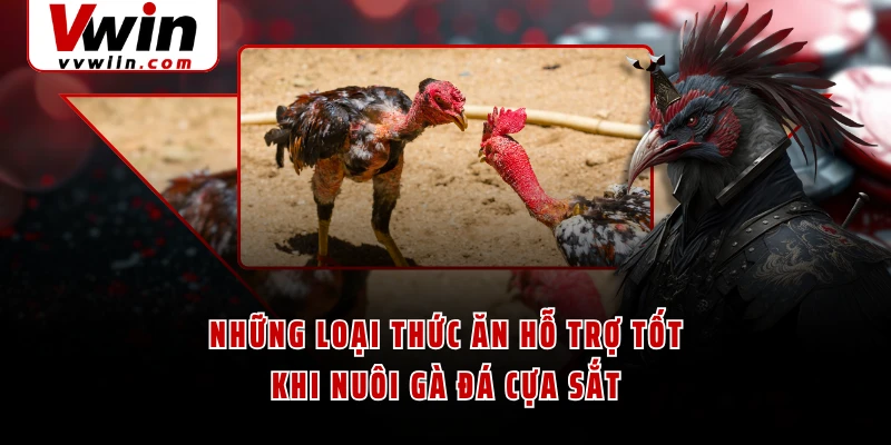 Những loại thức ăn hỗ trợ tốt khi nuôi gà đá cựa sắt